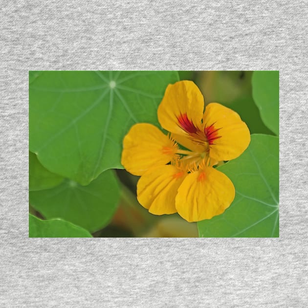 Nasturtium by EileenMcVey